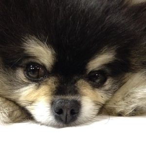 Meet your Posher, Ronae